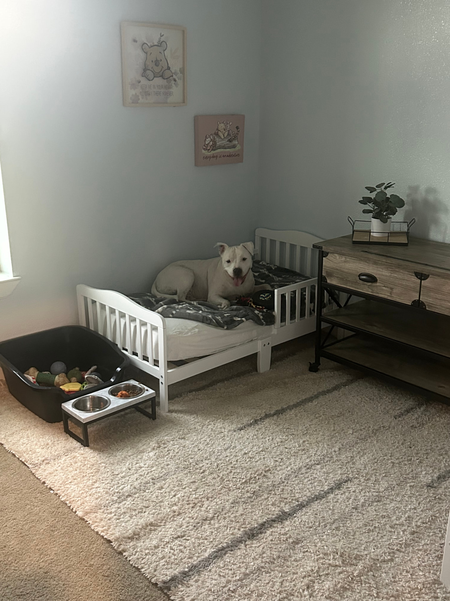 A dog relaxing on a toddler bed at Margarita's Pawadise